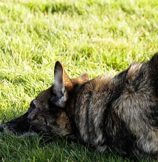 German Shepherd doing downward dog in grass